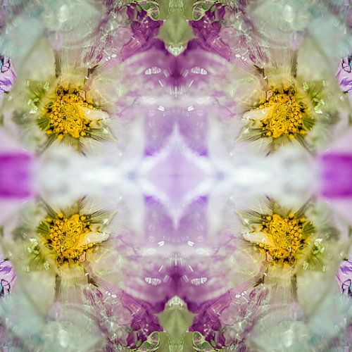 Frozen cosmos purple