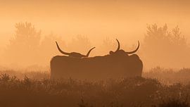 Highlander in den Mooren