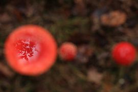 Amanite tue-mouches (Amanita muscaria), également appelée Amanite rouge Germany