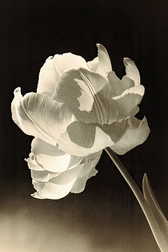 Fleur dans une vieille technique photographique