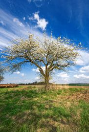 Landscape in Bavaria with a flowering tree in springtime by ManfredFotos