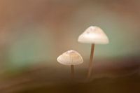 Mushrooms in soft and atmospheric light