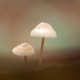 Les champignons sous une lumière douce et atmosphérique sur Angelique Koops