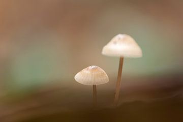 Pilze in weichem und stimmungsvollem Licht von Angelique Koops