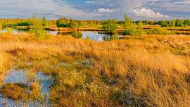Abendlicht über dem Dwingelderveld von Henk Meijer Photography