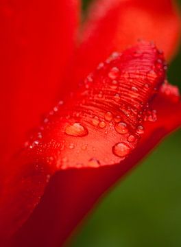 Rote Tulpe