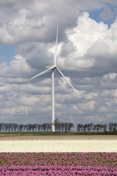 a tulip field and a modern wind turbine for clean energy by W J Kok