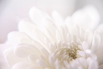 Close-up van een witte bloem - Pure Perfection van Evelien Oerlemans