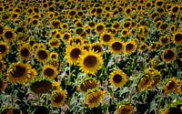 Zonnebloemen