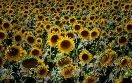 Sunflowers by Sjaak Boer