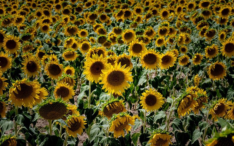 Zonnebloemen van Sjaak Boer