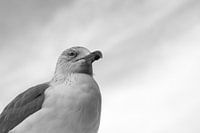 Portrait of Gull