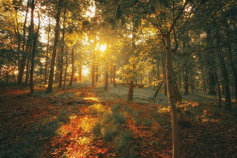 Gouden zonsopgang in het stadsbos van Oliver Henze