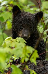 Black bear cub von Menno Schaefer