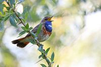 Singing bluethroat