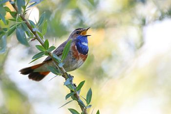 Singender Blaukehlchen