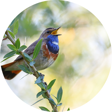 Zingende blauwborst van Erik Veltink fotografie