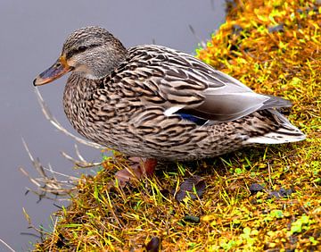 Ente am Wasser, die die Sonne genießt von Excellent Photo