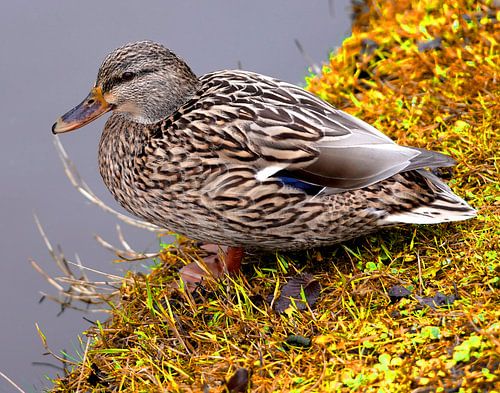 Ente am Wasser, die die Sonne genießt