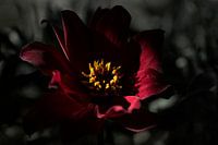 Rood/Zwart