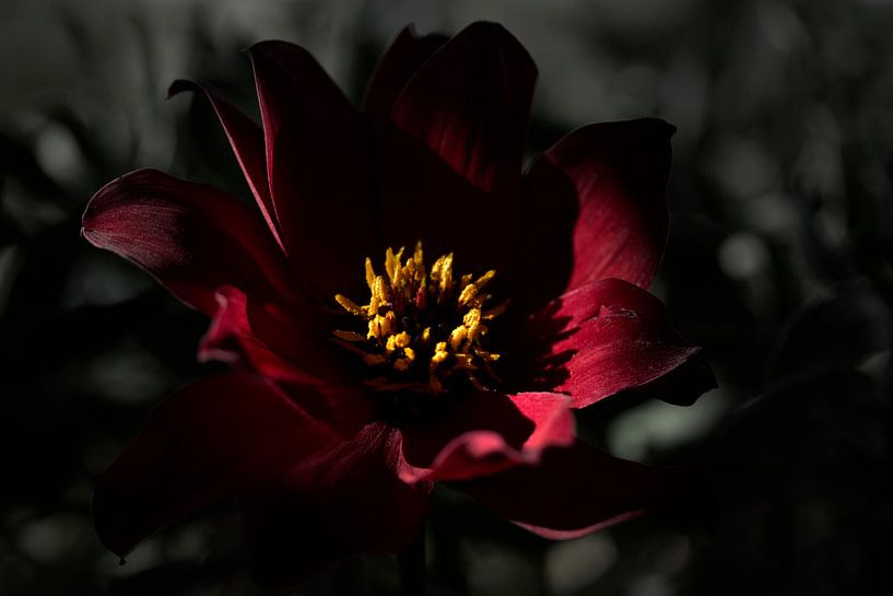 Rood/Zwart by Ralph Hoeberechts