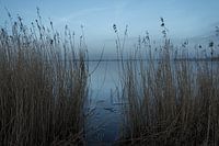 Riet in water
