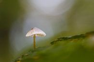 champignon par Pim Leijen Aperçu
