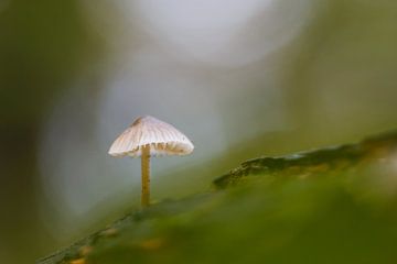 champignon sur Pim Leijen