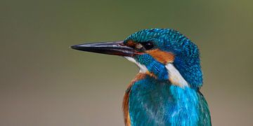 Kingfisher - Portrait in panorama by Kingfisher.photo - Corné van Oosterhout