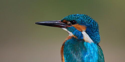 Kingfisher - Portrait in panorama