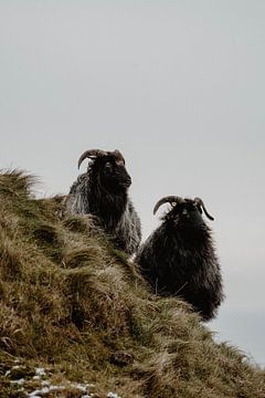 Twee schapen | Heide schapen | Helgoland | Duitsland | Natuur Fotografie van Inge Pieck