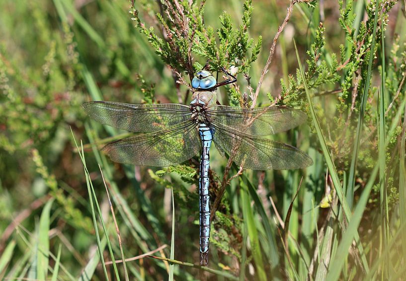 Large king dragonfly by Matthias Brix