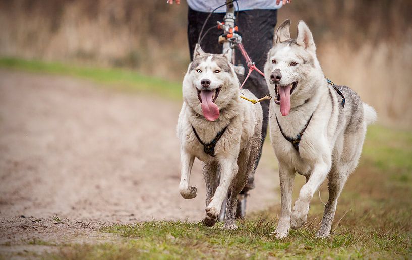 dogs by Hamperium Photography