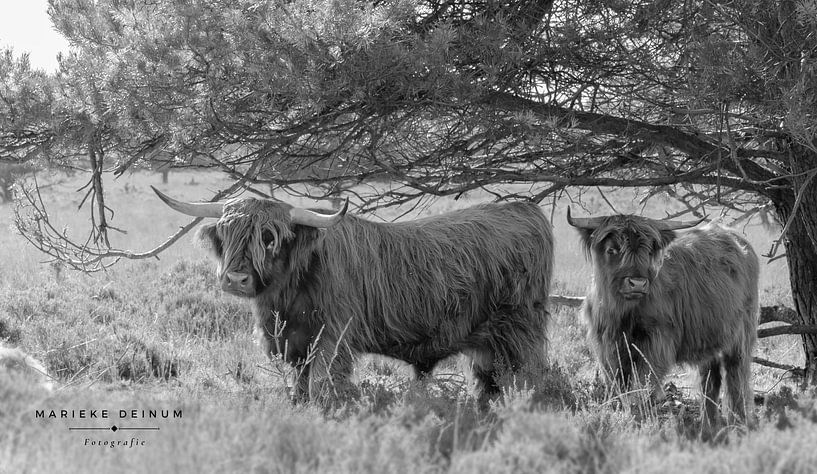 Les Highlanders écossais par Marieke Deinum