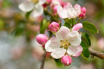 Appelboom bloesems van Karin Jähne