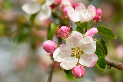 Appelboom bloesems