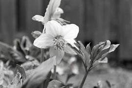 Die ersten Blumen im emsländischen Garten von Bianca Meyering Fotos - BMF