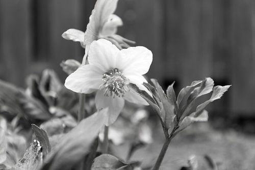 De eerste bloemen in de Emsland-tuin.