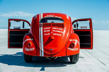 Leuchtend roter Keep Smiling Beetle auf weißer Salzwiese