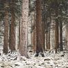 Verschneite Baumlandschaft von GoodMoodPhotos