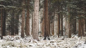 Besneeuwd bomenlandschap van GoodMoodPhotos