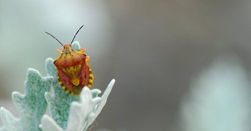 Wans Frankrijk Villedieu