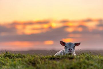 Lammetje Texel van Texel360Fotografie Richard Heerschap