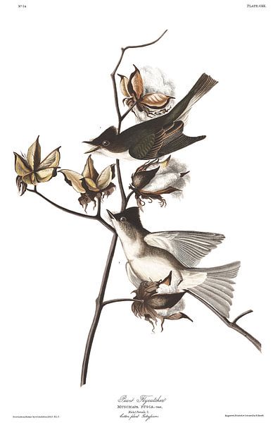 Moucherolle Phébi par Birds of America