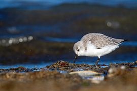 Sanderling vor drohendem Meer von Pieter Elshout