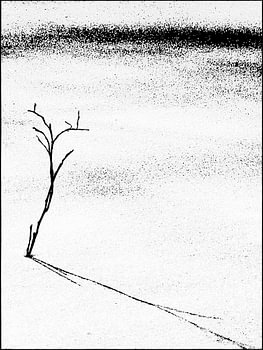 Minimalistisches Kunstwerk – Botanische Landschaft in Schwarz-Weiß
