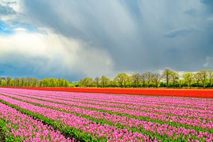 Blühende Tulpen auf einem Feld im Frühling