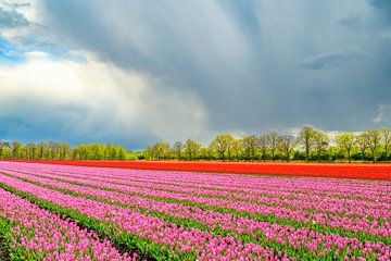 Tulpen in bloei in een veld tijdens de lente van Sjoerd van der Wal Fotografie