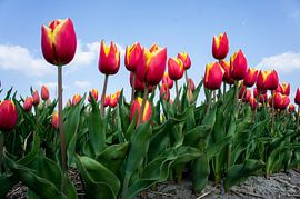 SONY DSC by Art Through the Lens