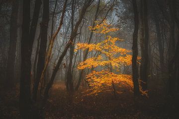 Herfst in het bos op de Woldberg van Ytje Veenstra